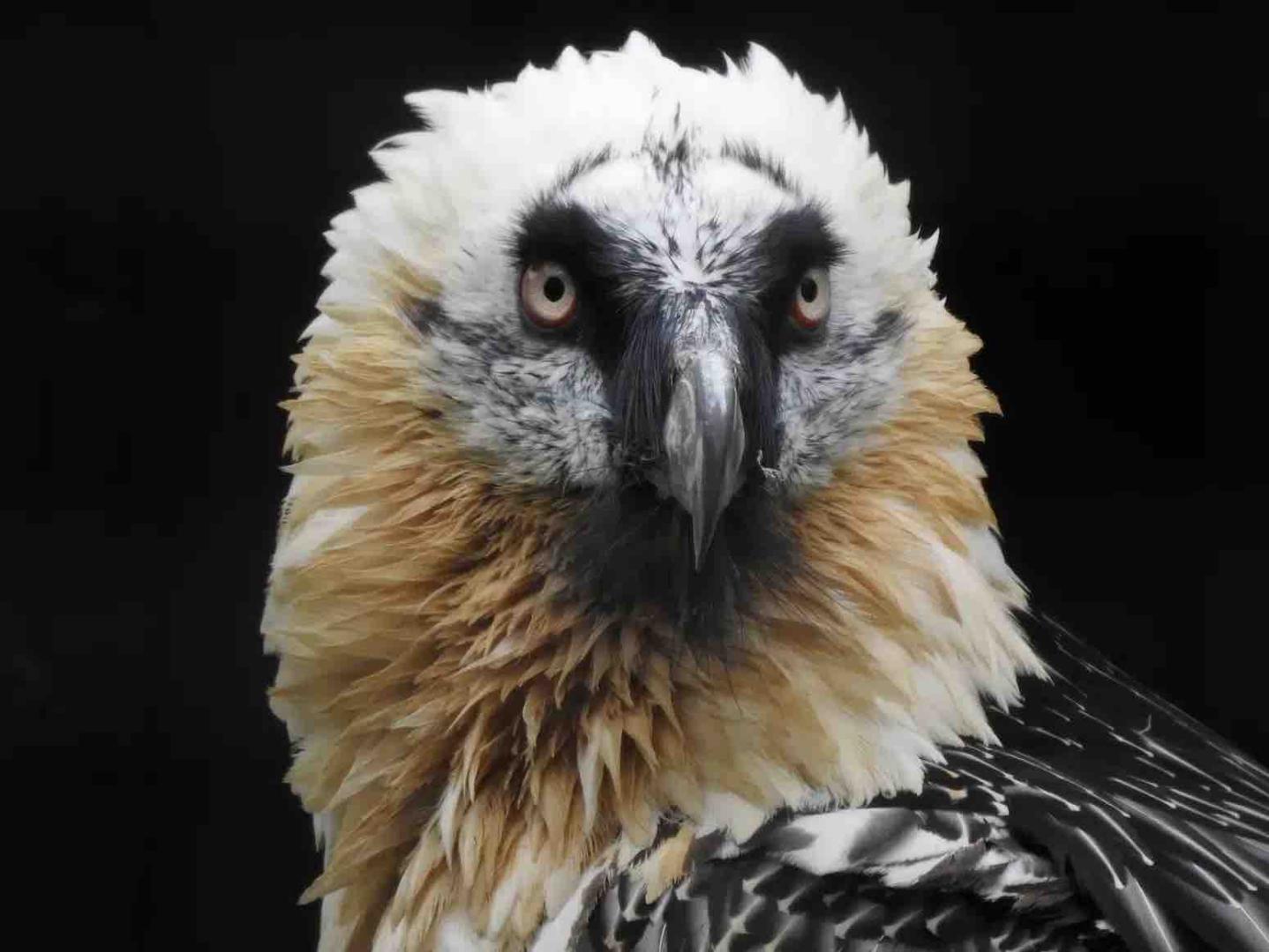 Gypaetes parapente Ariège