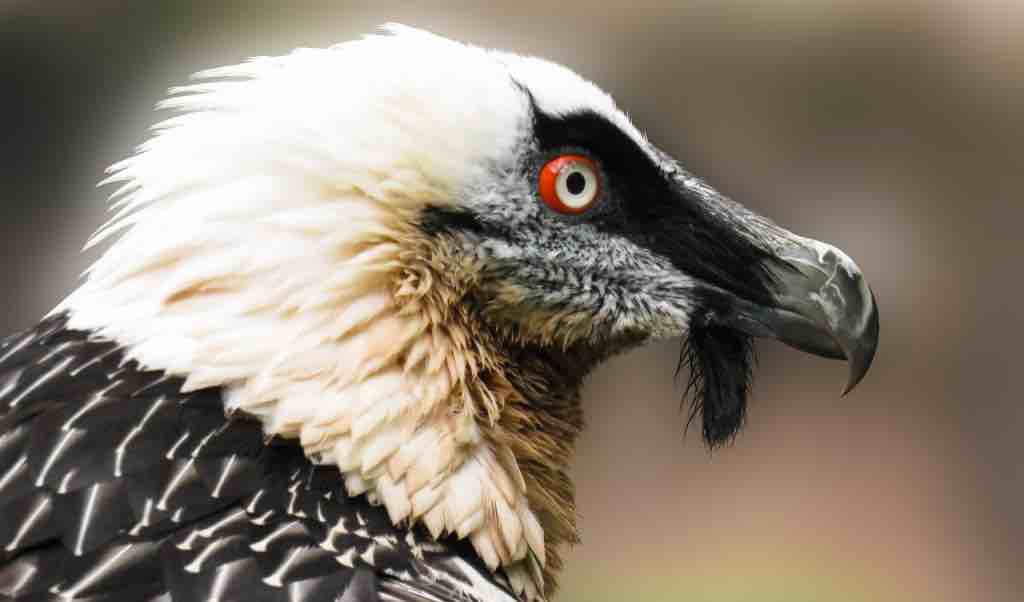 Gypaetes parapente Ariège